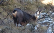 52 Un'inconfondibile soffio a 10 metri, Camoscio Lato B...